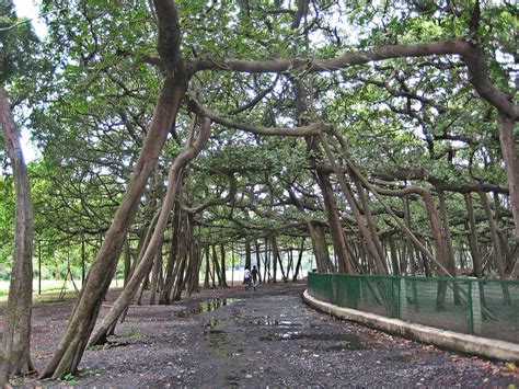 The Great Banyan, Kolkata, India. One tree, over 3000 aerial roots ...