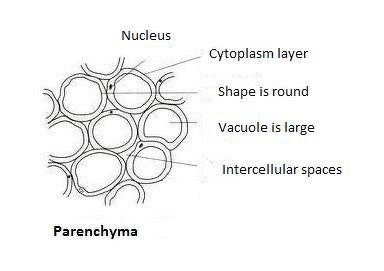 Xylem Parenchyma Diagram