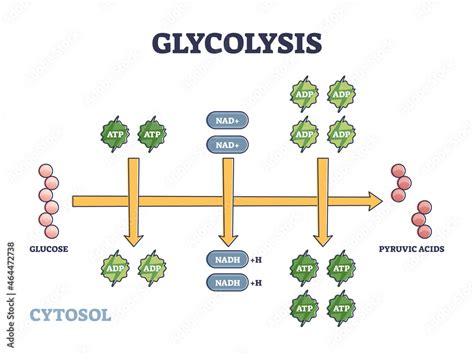 Glycolysis as metabolic pathway for glucose convertion to pyruvic acid ...