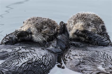 Otter Bracelet! An Adorable Sleeping Otter Couple to Travel with you in ...