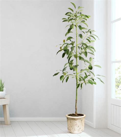 Avocado Trees for Sale | FastGrowingTrees.com