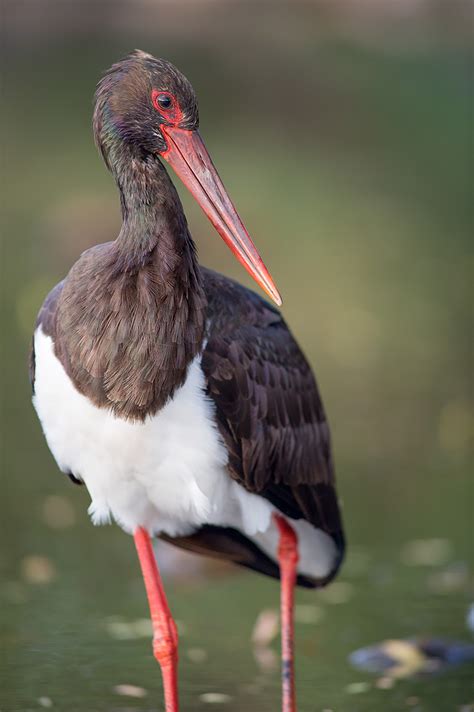 BLACK STORK – STORKS IN MOTION