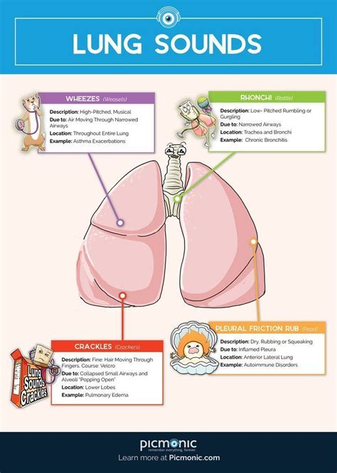 Use this guide to master the must-know lung sounds for nursing school ...