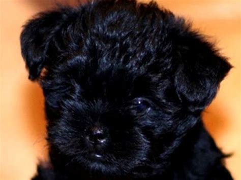 What Size Dog Is A Affenpinscher