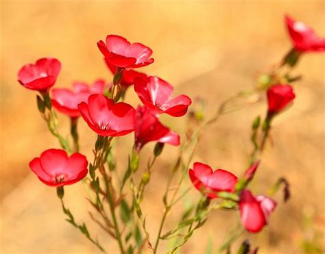 flower in the wind | Flowers, Wind, Photo