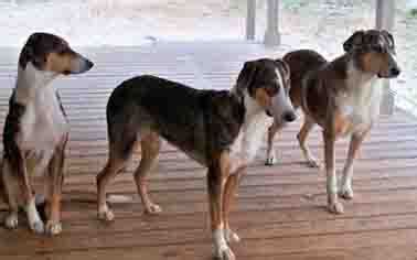 Dog Cloning Basics: Costs and Process