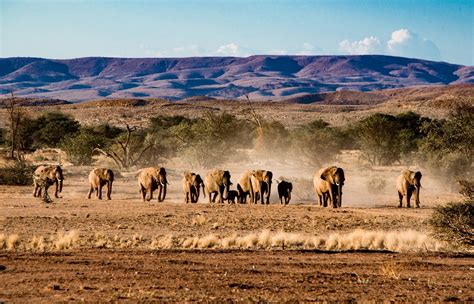 The Amazing Etosha National Park in Namibia • Ultimate Safari Guide