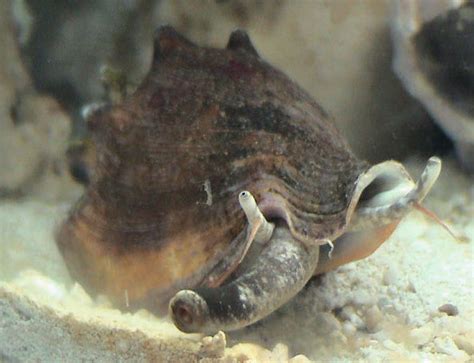 Conch Snail - Reef Aquarium