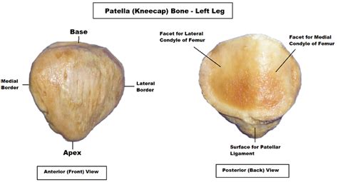 Patella Anatomy | Patella Bone Anatomy Video and Notes