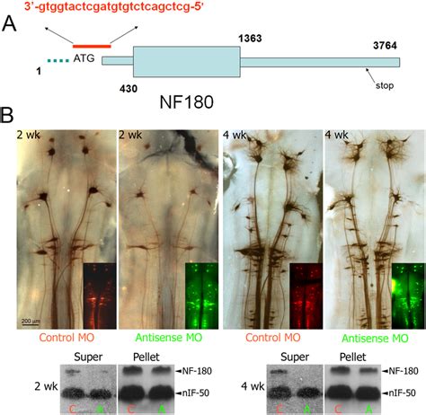 Antisense morpholino oligonucleotides (MOs) block NF180 expression in ...