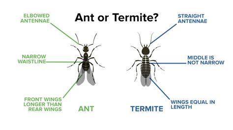 Identifying Ants vs. Termites - YouTube