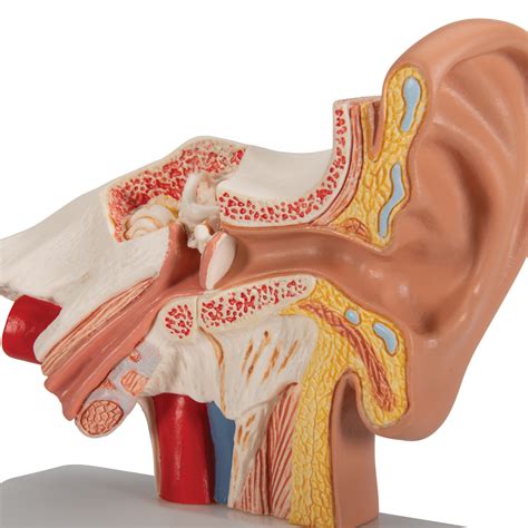 Human Ear Model for Desktop, 1.5 times Life-Size - 3B Smart Anatomy ...