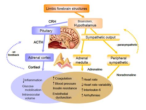 3 The acute stress response | Download Scientific Diagram