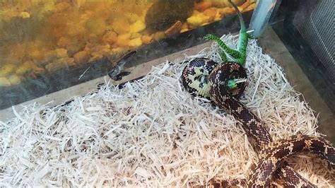 Brooks kingsnake feeding pt1 - YouTube