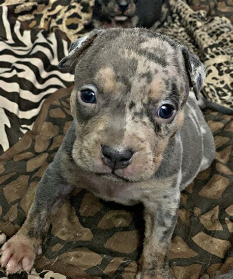 American Bully Puppies For Sale | South Jersey, NJ #342128