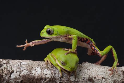 Escape From A Frog's Stomach | A Moment of Science - Indiana Public Media