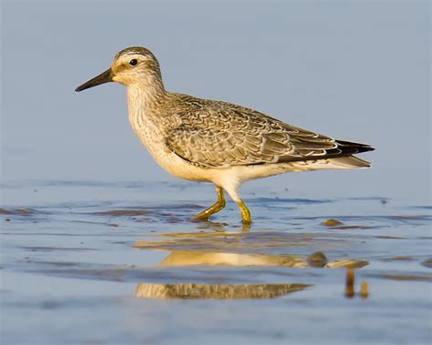 Red Knot Identification & Photos - Shanghai Birding 上海观鸟