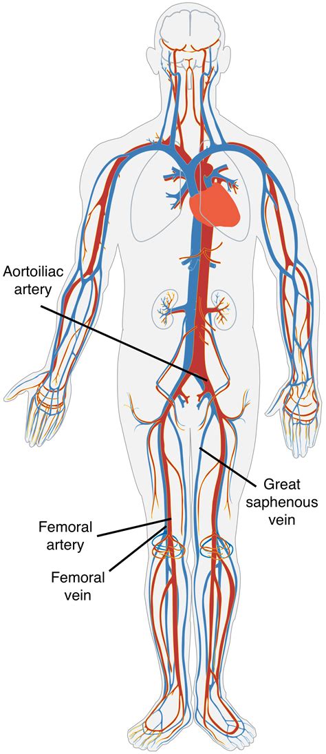 About Vascular Tissue - Donating Veins and Arteries - AATB