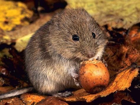 How to spot bank voles in your garden - Saga