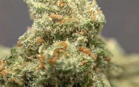 22 Best Sativa Strains for Focus, Creativity and Energy