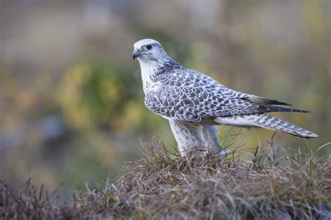 Gyrfalcon: Field Guide, Pictures, Habitat & Info - Optics Mag