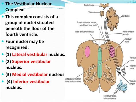 PPT - Vestibulocochlear Nerve(VIII) PowerPoint Presentation, free ...