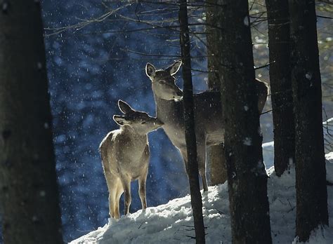 Animals Found in Switzerland - WorldAtlas