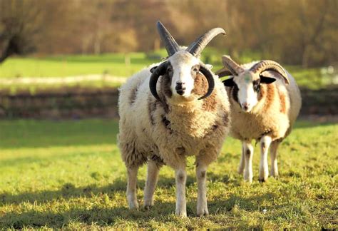 Jacob Sheep Breed Information: Excellent Wool-Producing Sheep with ...