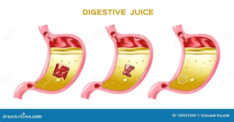 Digestive Juice / Enzyme / Stomach Stock Vector - Illustration of ...