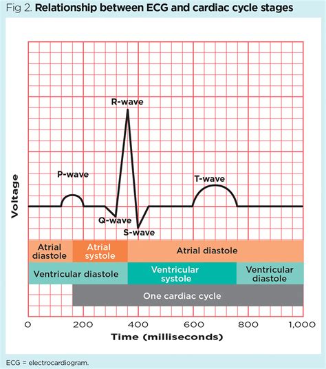 Cardiac Cycle Ecg