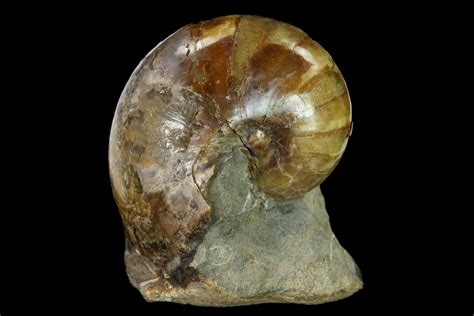 1.75" Fossil Nautilus (Eutrephoceras) in Limestone - South Dakota For ...