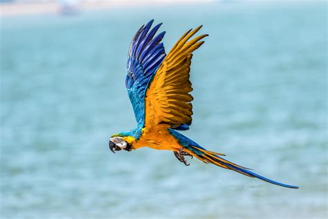 Macaw Bird 5k Wallpaper,HD Birds Wallpapers,4k Wallpapers,Images ...