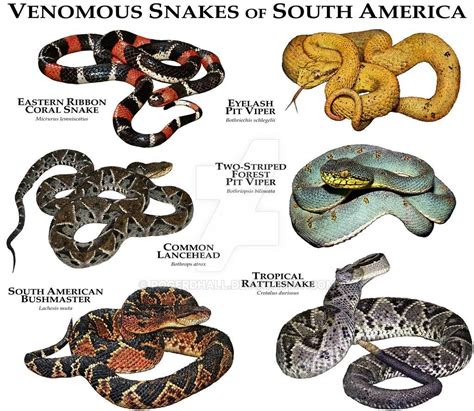 Venomous Snake of South America by rogerdhall on DeviantArt | Snake ...