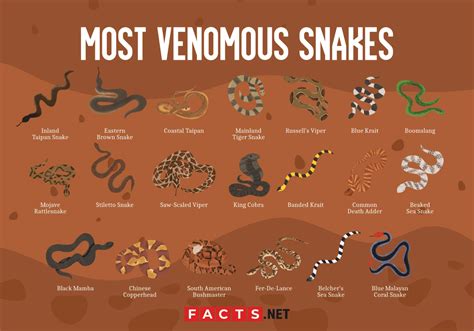 20 Most Venomous Snakes in the World - Facts.net