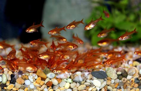 Ember Tetra - SWEET KNOWLE AQUATICS ONLINE SHOP