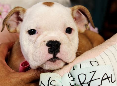 English Bulldog Puppies For Sale | Fort Lauderdale, FL #249563