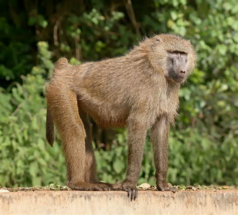 File:Olive baboon Ngorongoro.jpg - Wikipedia