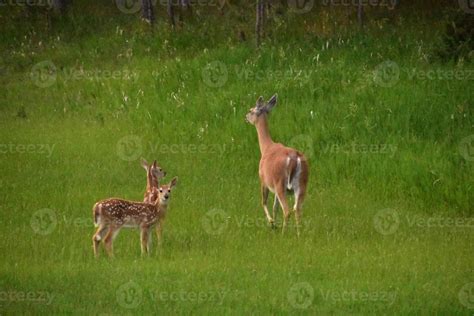 Two Baby Deer with their Mother in a Meadow 10336615 Stock Photo at ...