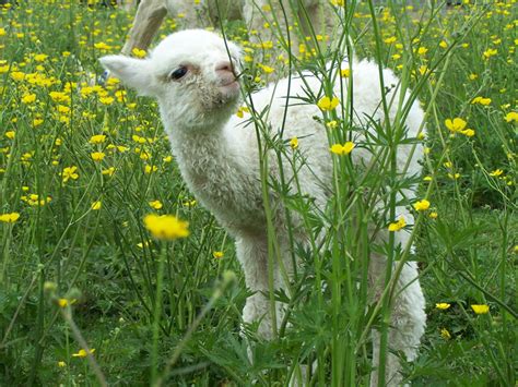 This Baby Alpaca is Adorable! - PacaNaturals