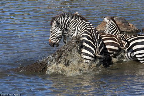 Zebra dodges crocodile's jaws by inches and then kicks it in the face ...