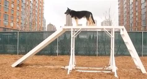 Roosevelt Islander Online: NYPD Canine Unit Training On Roosevelt ...