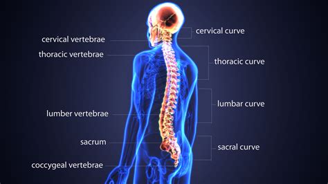 Anatomy Of The Spine And Back E Anatomy | Images and Photos finder