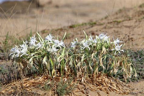 Plants and Flowers in the Desert in Northern Israel Stock Image - Image ...