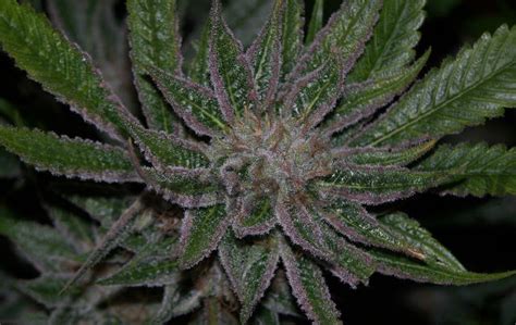 Indica marijuana characteristics - Alchimia blog