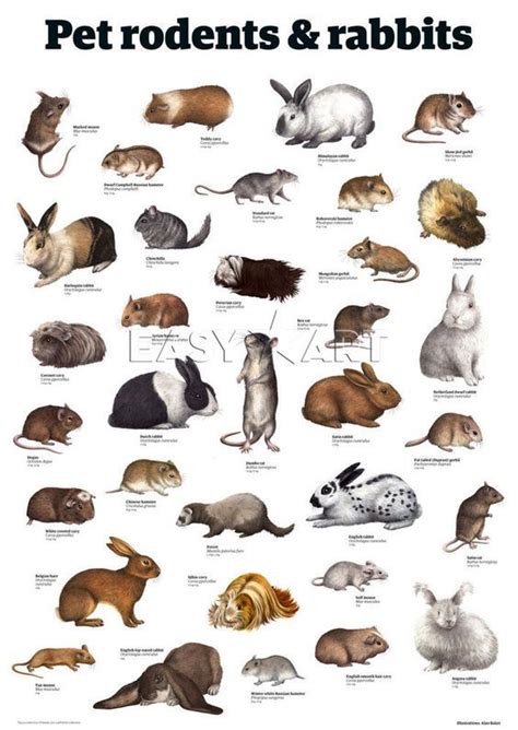 Pet rodents, Nature animals, Animal infographic