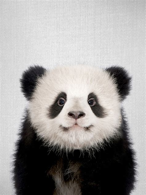 Pictures Of Baby Panda Bears