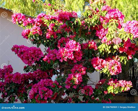 Flowers in Namib Desert, Windhoek, Namibia Stock Image - Image of ...