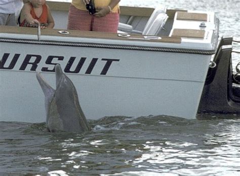 Humans, dolphins share bad eating habits - Dolphin Way