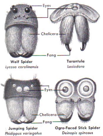 Spider Faces | Spider face, Spider species, Spider creature