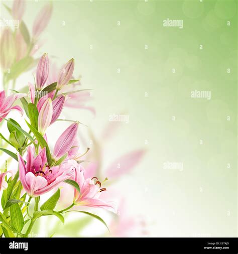 Pink lilies background Stock Photo - Alamy